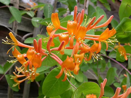 Honeysuckle:  'Mandarin'  - 1 Gal (Bl)