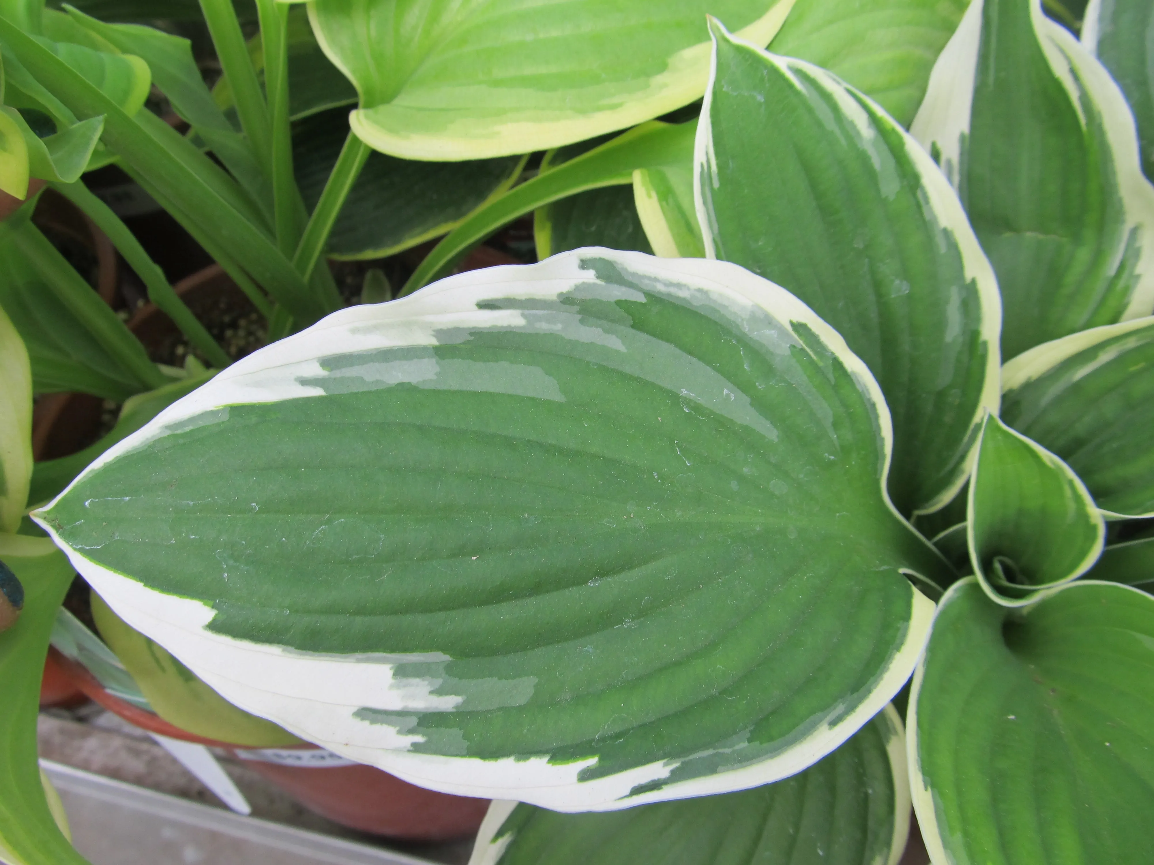 Hosta:  'Francee' - 1 Gal (BR)