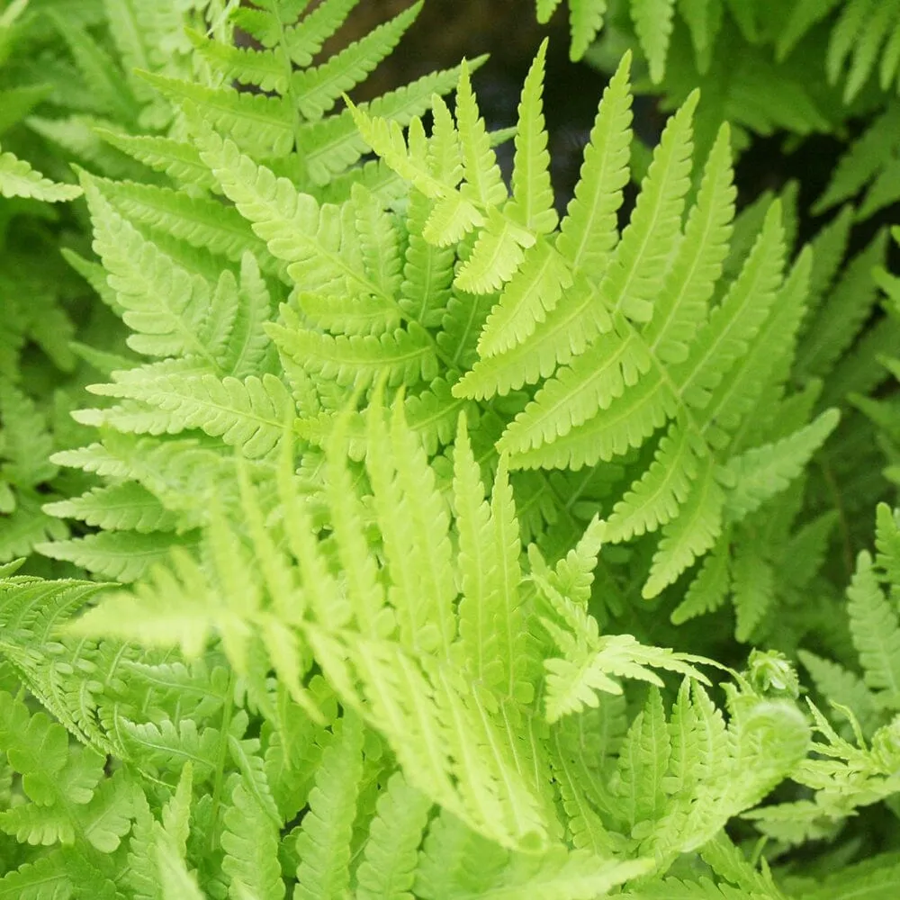 Thelypteris Palustris Aquatic Pond Plant - Marsh Fern