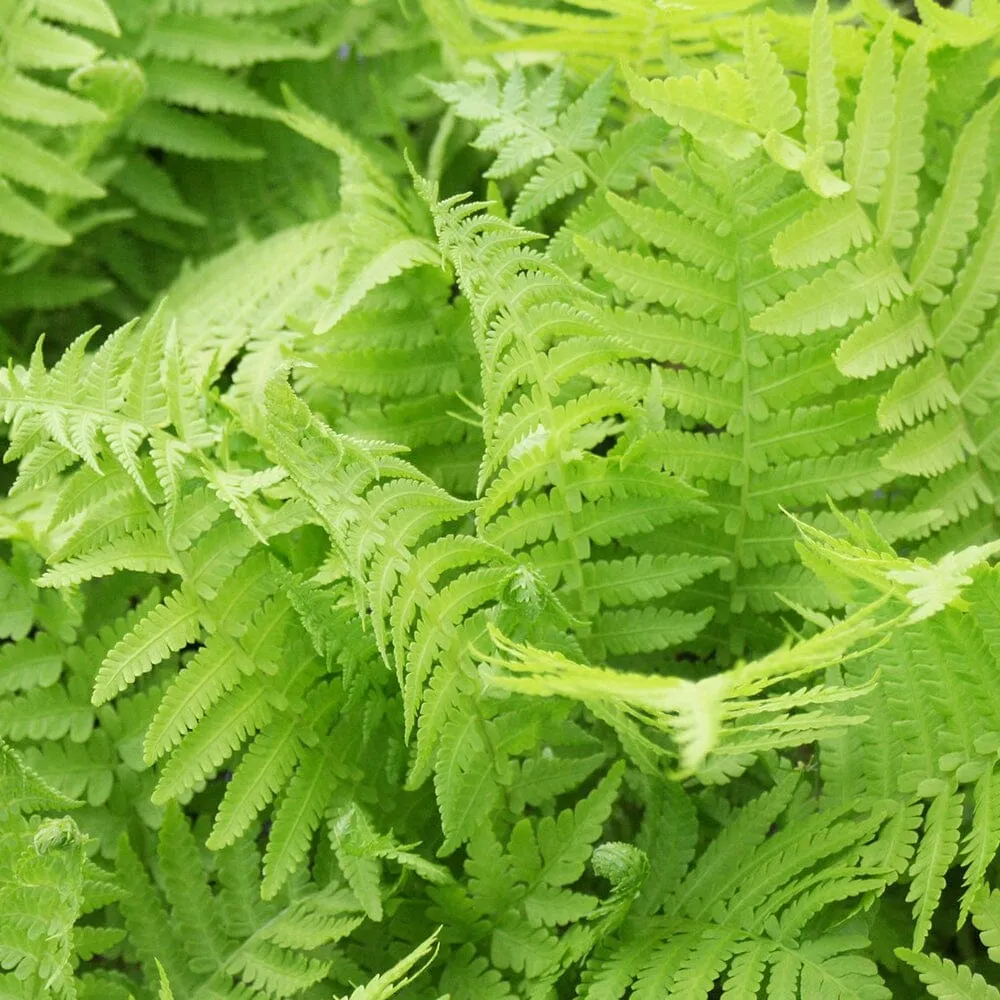 Thelypteris Palustris Aquatic Pond Plant - Marsh Fern